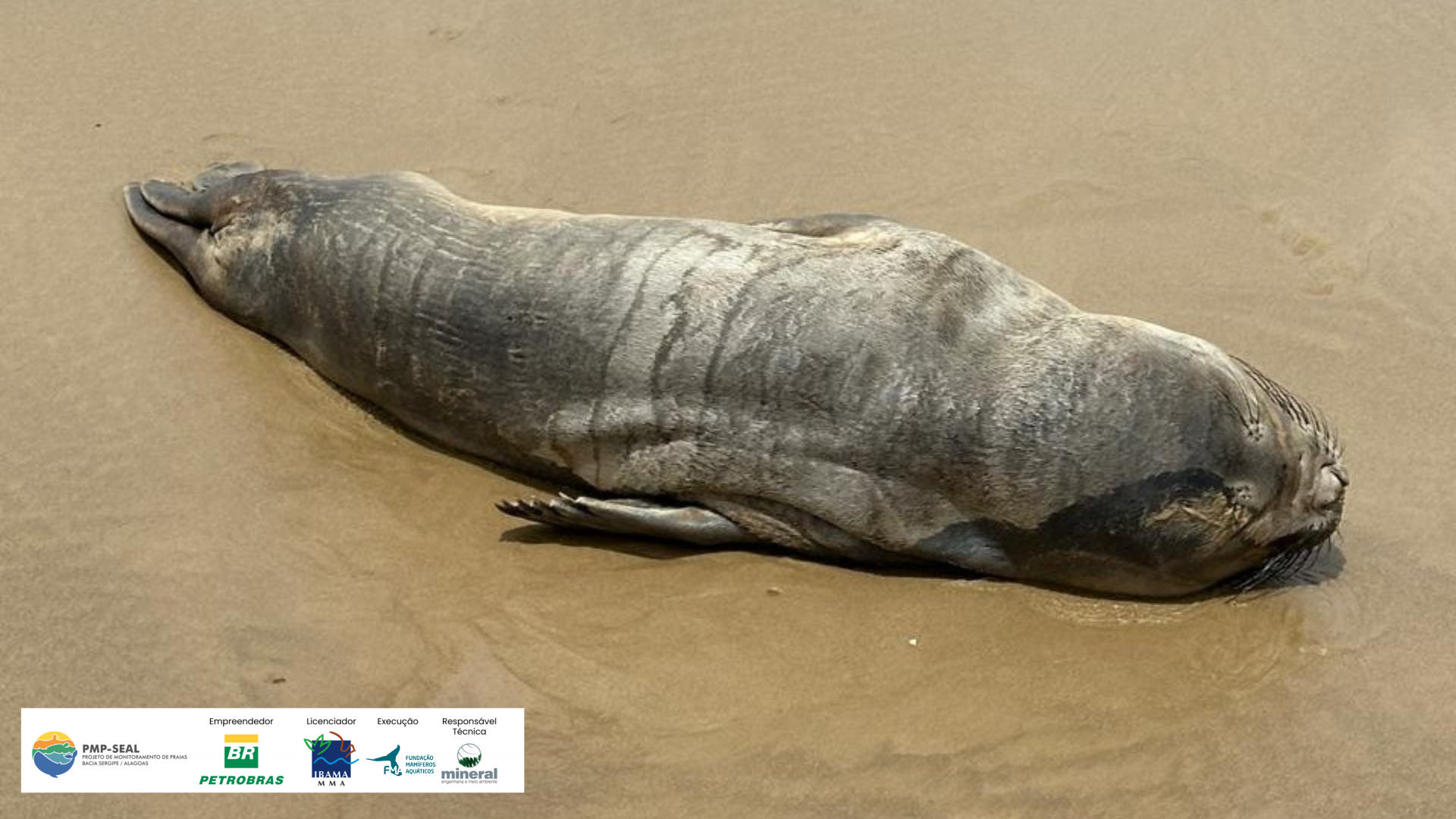 Fundação Mamíferos Aquáticos resgata elefante-marinho-do-sul debilitado na Praia da Aruana, em Aracaju