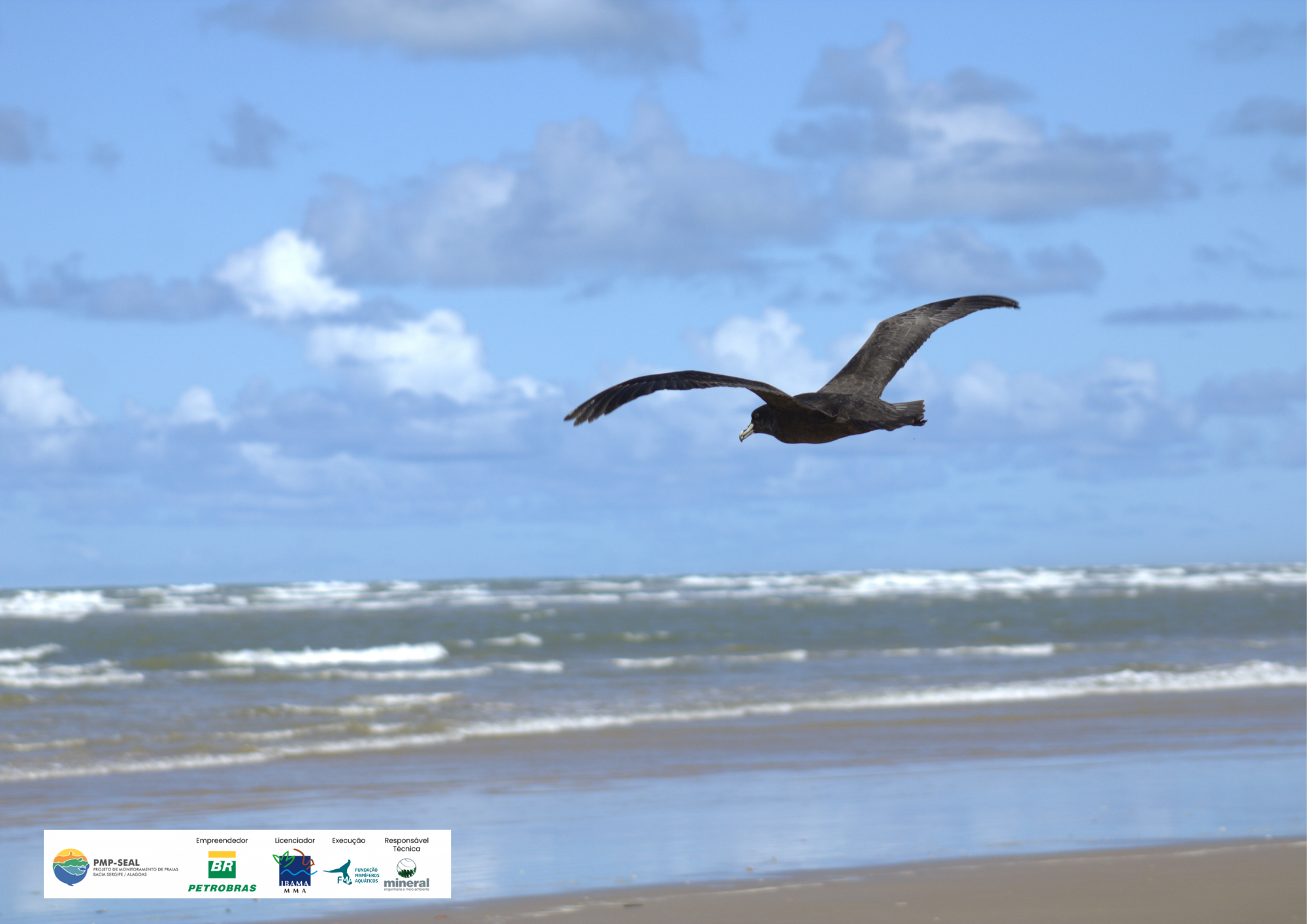 Fundação Mamíferos Aquáticos realiza a soltura de cinco aves marinhas reabilitadas no litoral sergipano