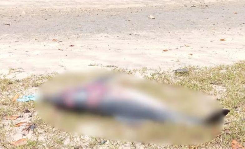 FUNDAÇÃO MAMÍFEROS AQUÁTICOS REALIZA RESGATE DE GOLFINHO NO RIO VAZA BARRIS EM SERGIPE