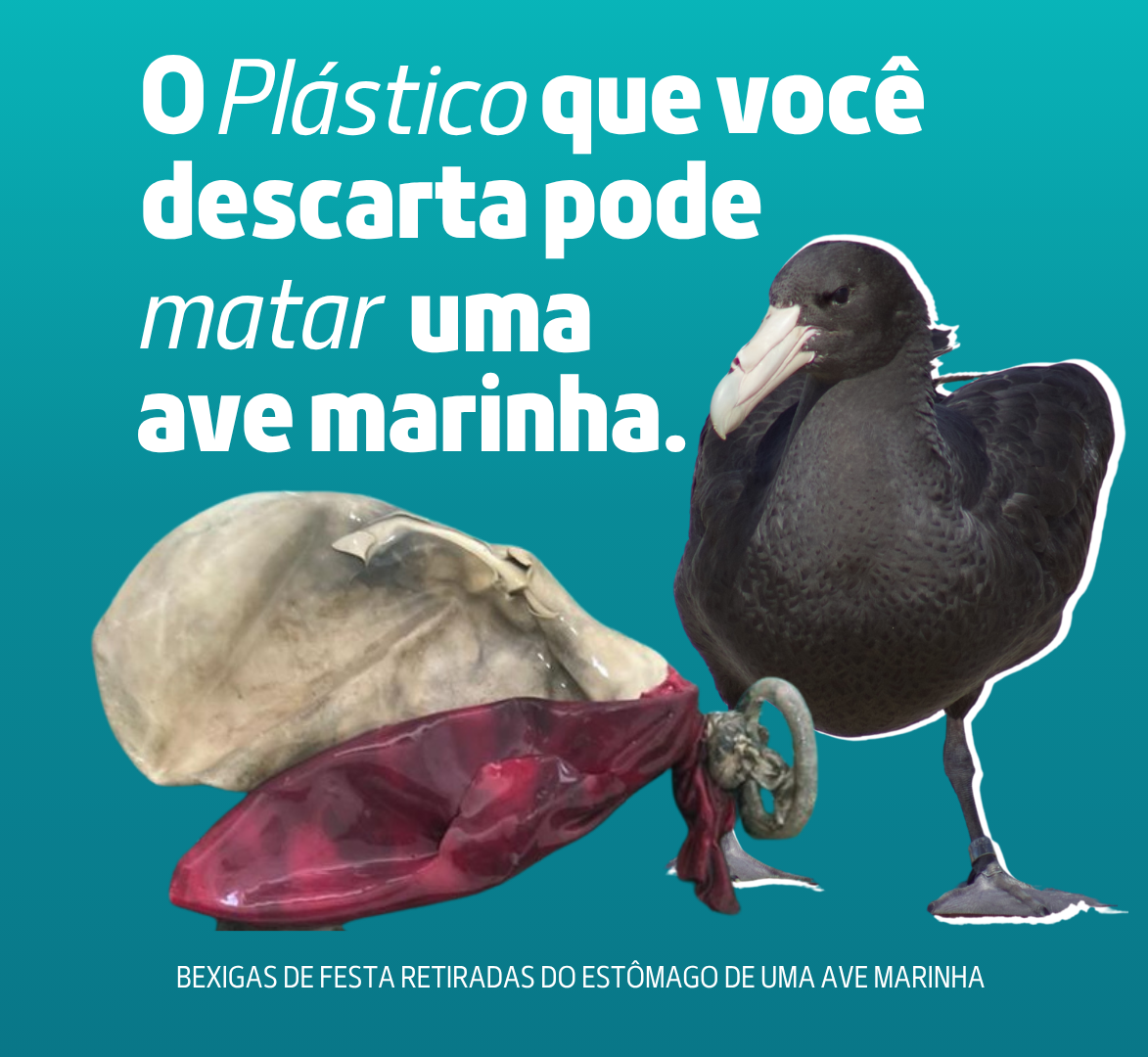 Pesquisa da Fundação Mamíferos Aquáticos na costa de Sergipe reforça o alerta sobre o impacto do plástico na fauna marinha.