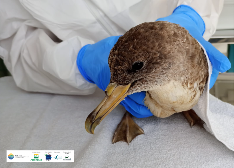 Edital – Médicos Veterinários