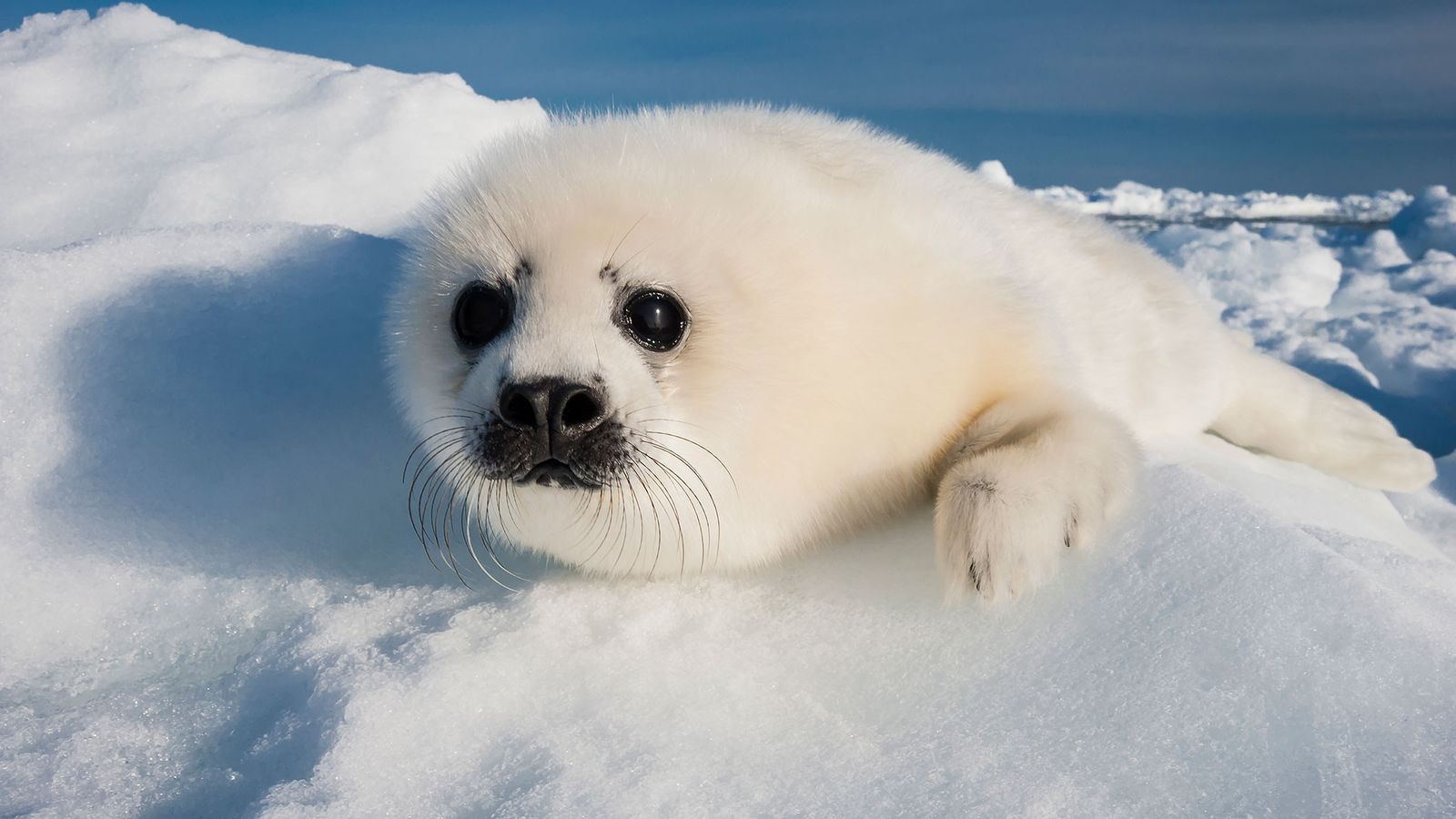 as focas são mamíferos aquáticos cheios de fofura.