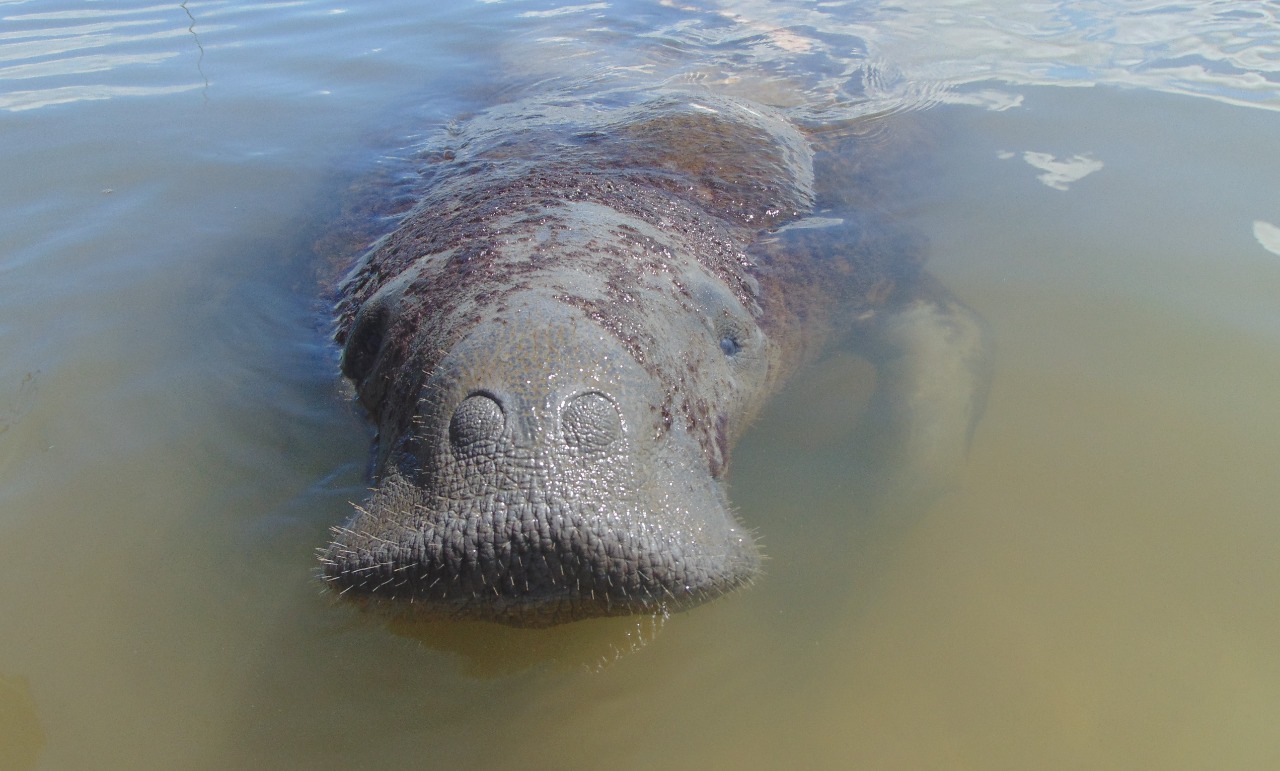 Astro, o primeiro peixe-boi reintroduzido no Brasil. Foto: Acervo FMA.