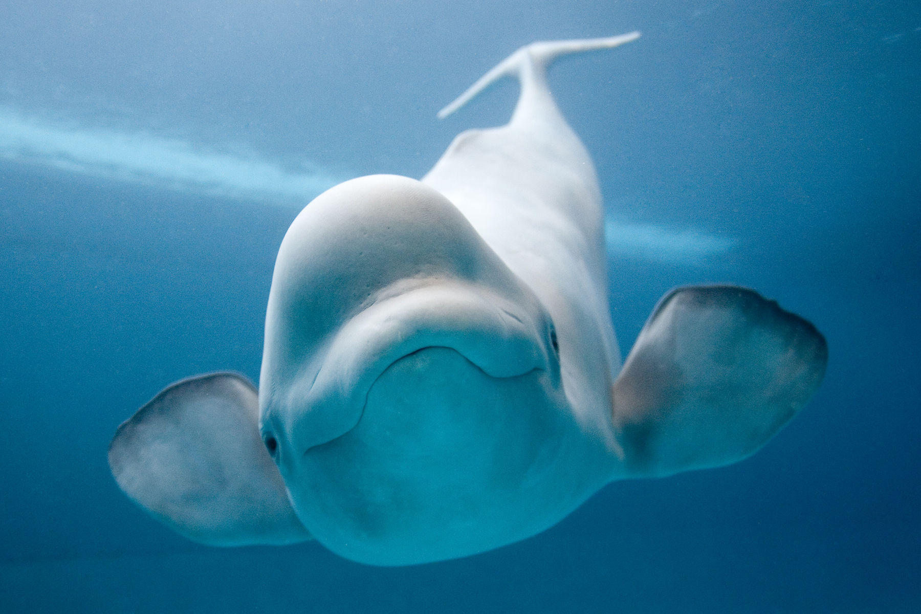 Baleia beluga, um mamífero aquático carismático.