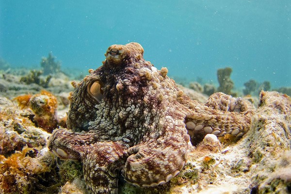 O polvo é capaz de se camuflar em segundos em meio a biodiversidade marinha. Foto: Unsplash/Vlad Tchompalov.