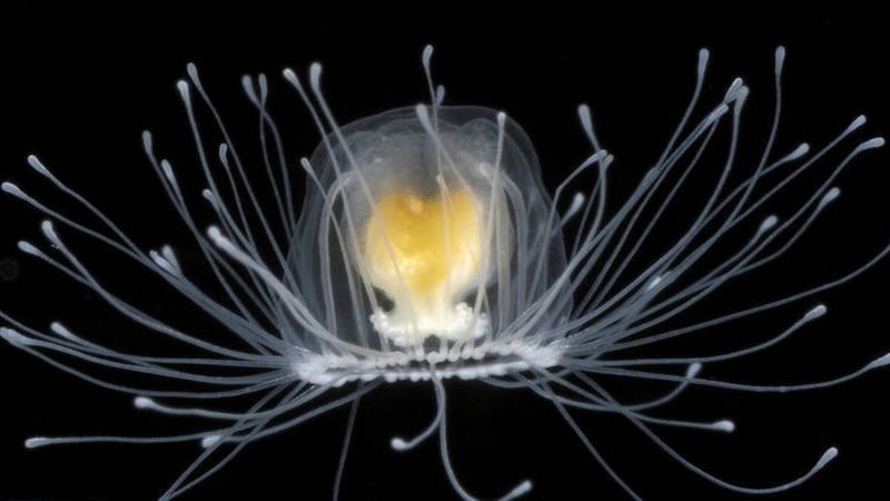 Supresas da biodiversidade marinha: A pequena medusa imortal. Foto: Álvaro Migotto/Cebimar/USP.
