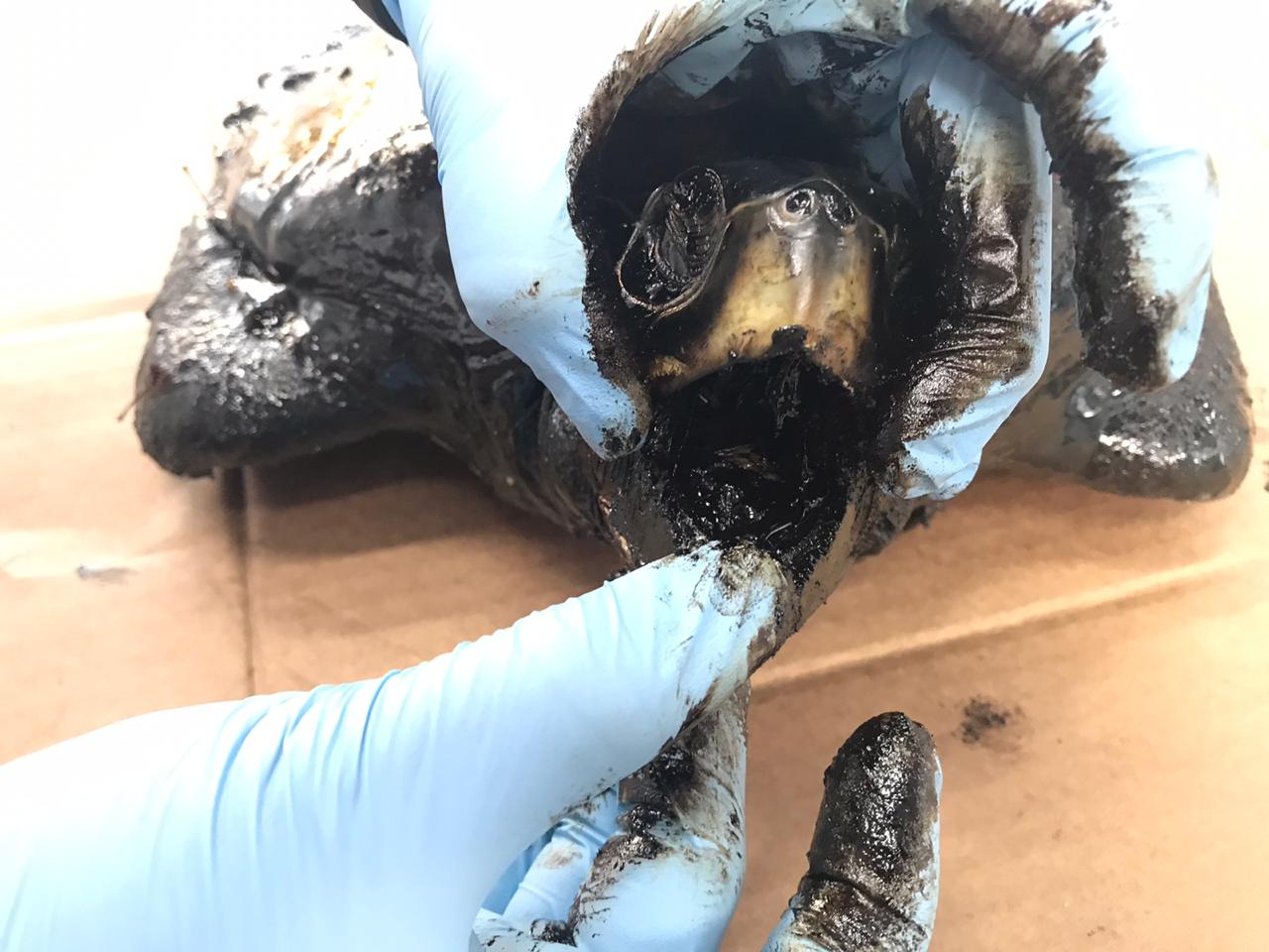 Tartaruga oleada resgatada no derramamento de petróleo de 2019. Foto: Acervo FMA.