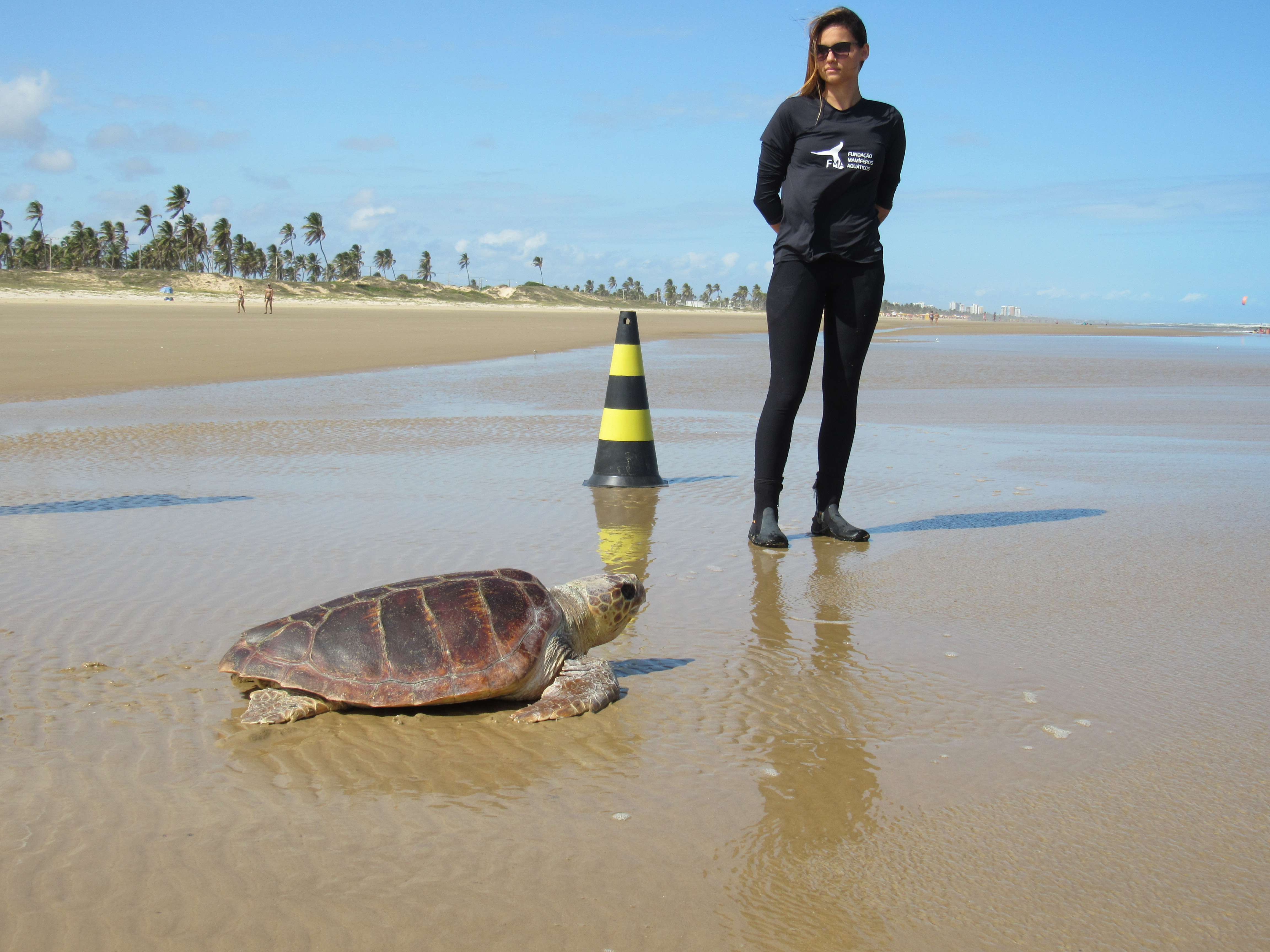 Soltura e reintrodução de tartaruga-marinha. Foto: Acervo FMA.
