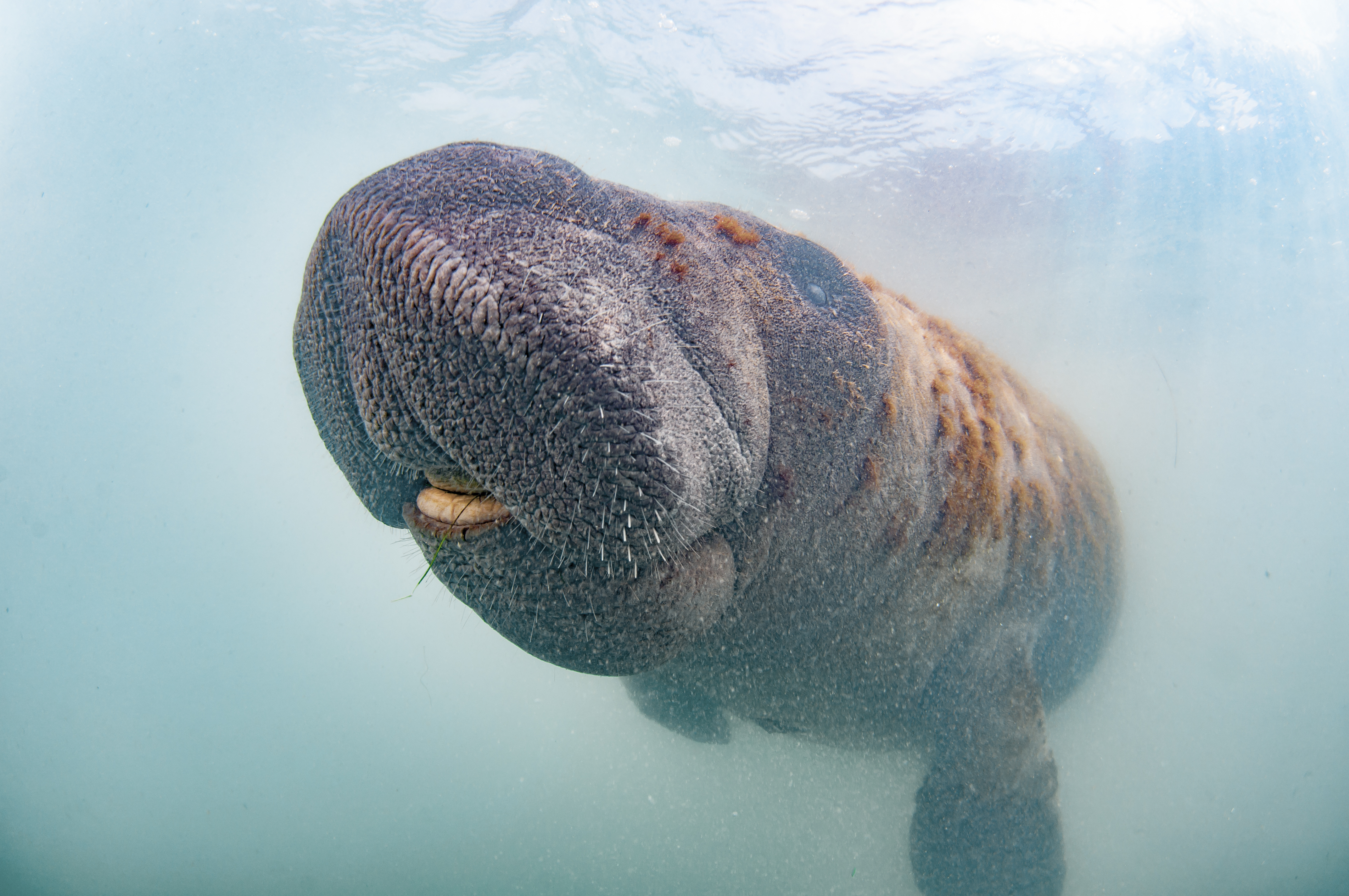 Conheça 5 animais marinhos ameaçados de extinção