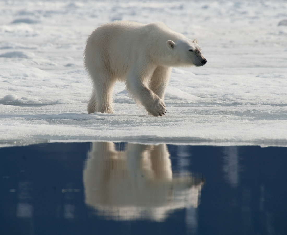 Urso polar, um mamífero aquático do ártico.