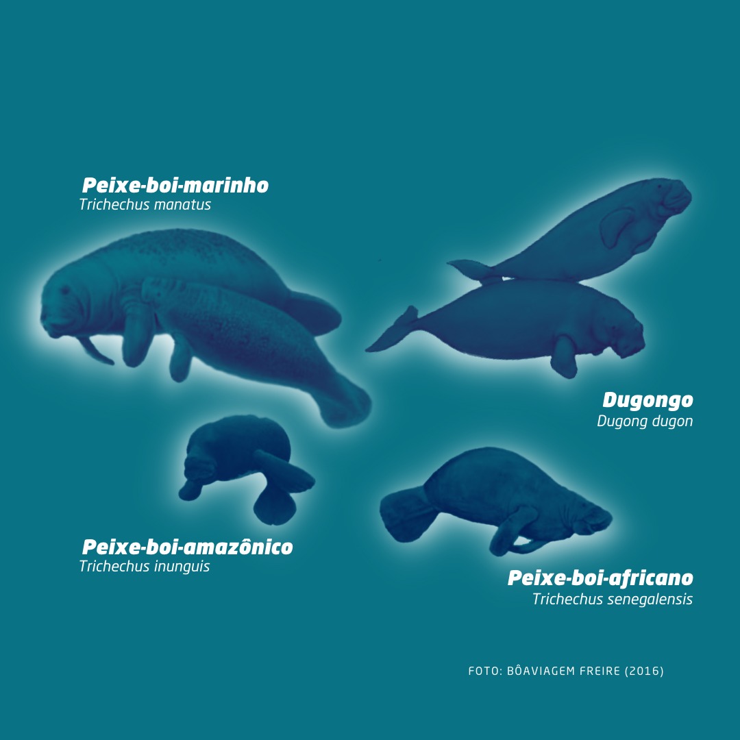 Espécies de sirênios existentes. Fonte: Bôaviagem-Freire (2016).