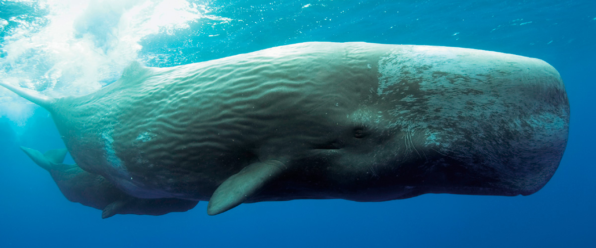 Baleia Cachalote, um mamífero aquático surpreendente.