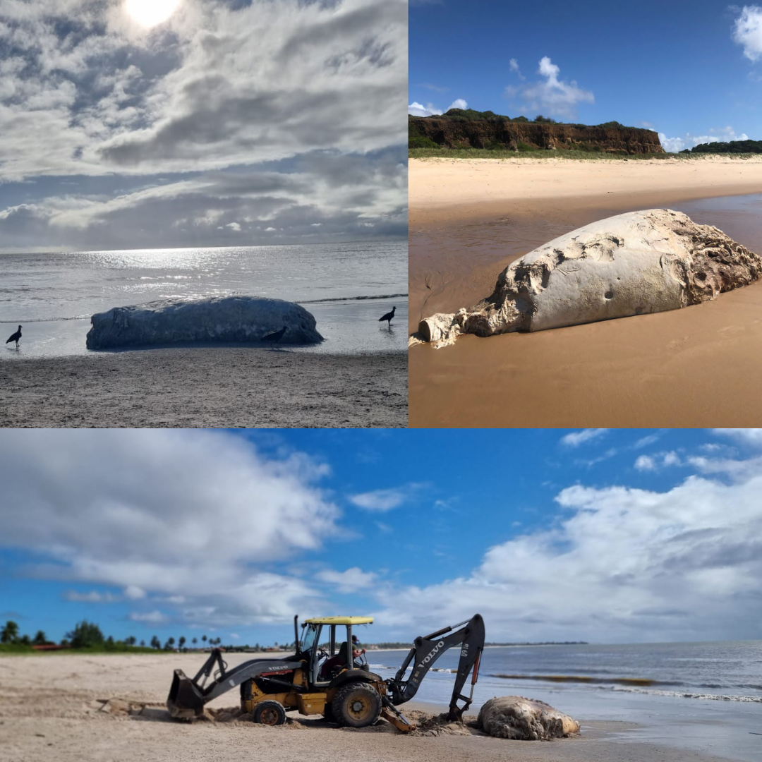 Carcaças de baleias-jubarte são encontradas em praias da Paraíba