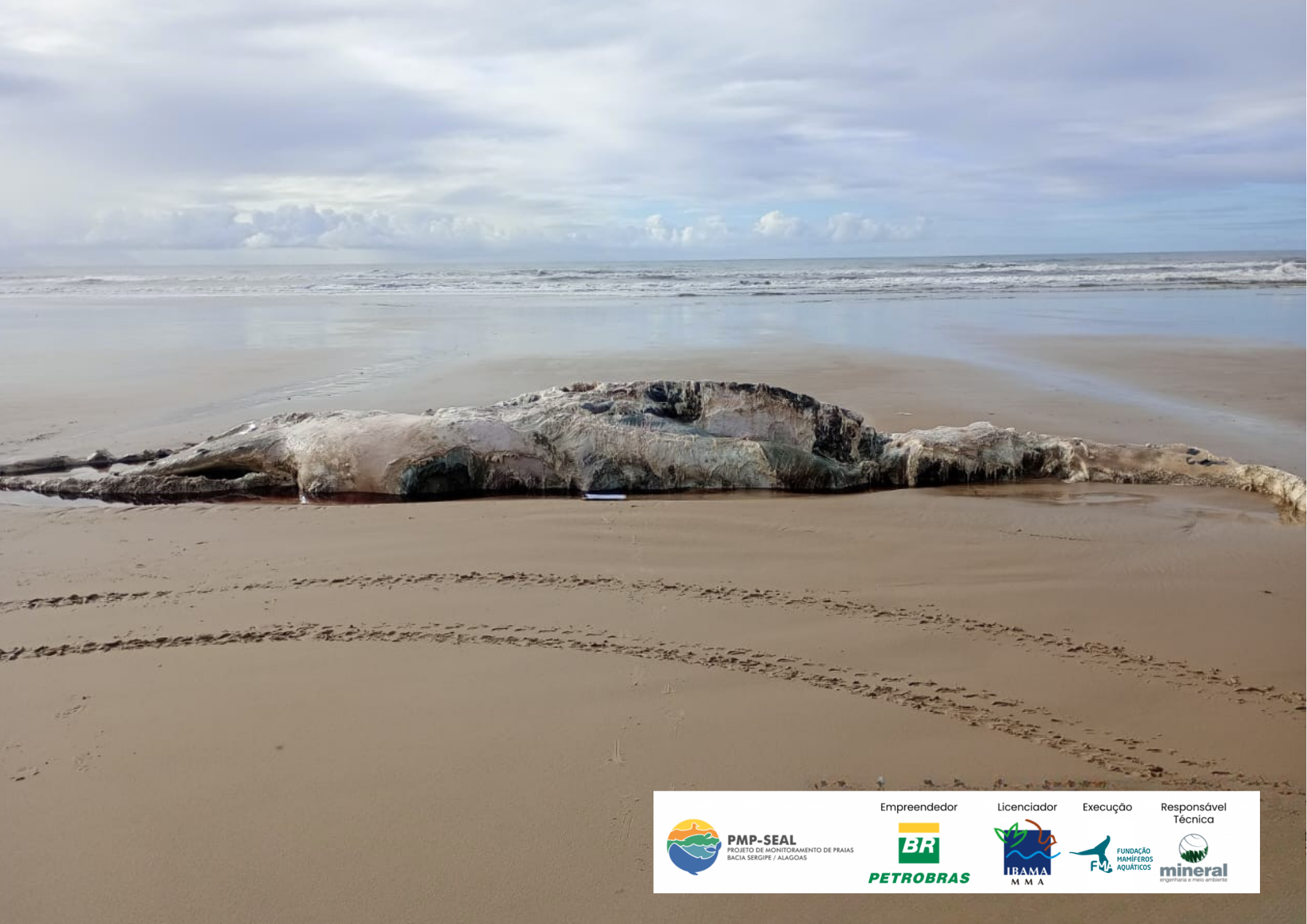 Carcaça de baleia-jubarte é localizada na Praia da Caueira, litoral sul de Sergipe 