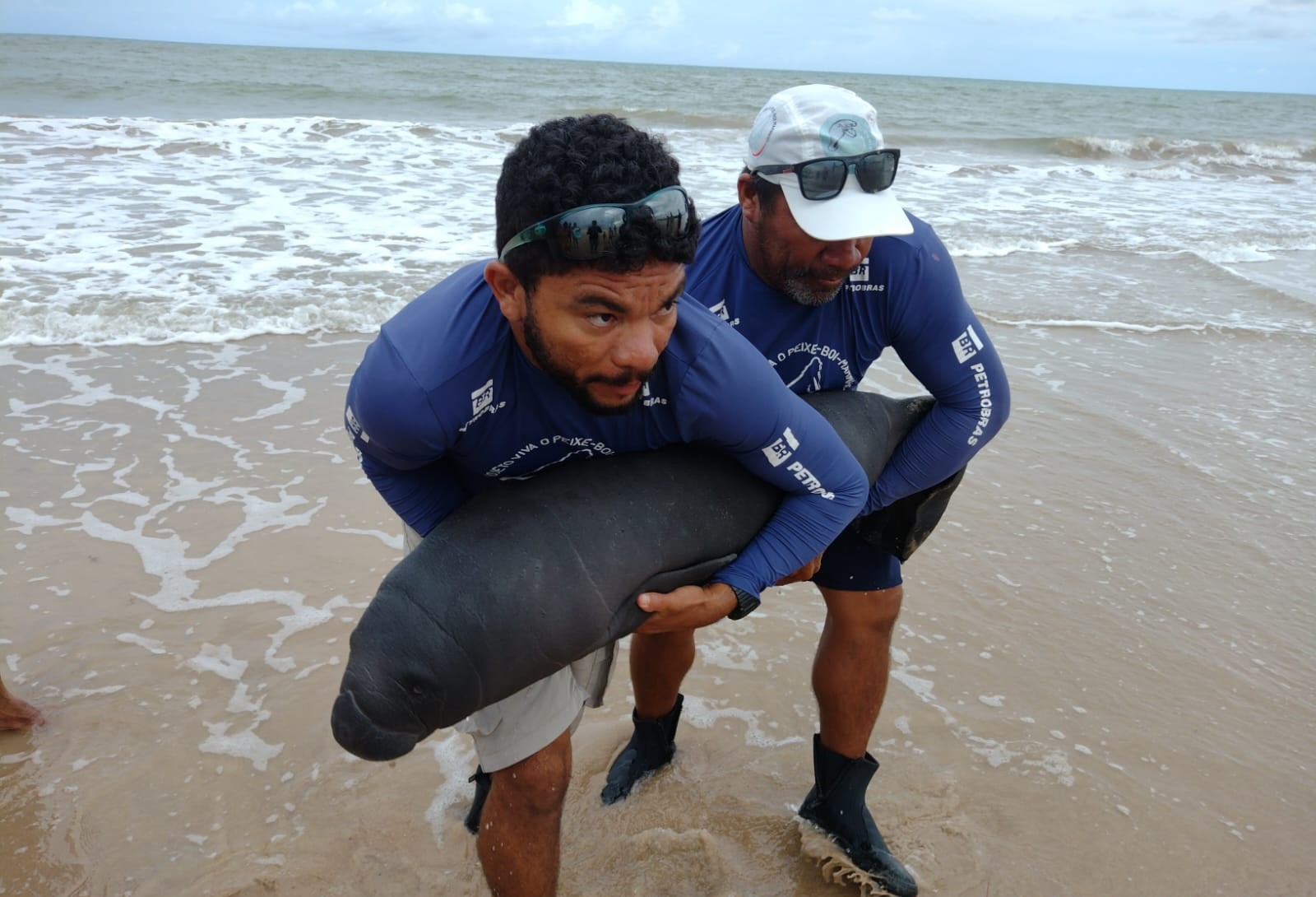 Filhote de peixe-boi-marinho é resgatado no litoral sul da Paraíba