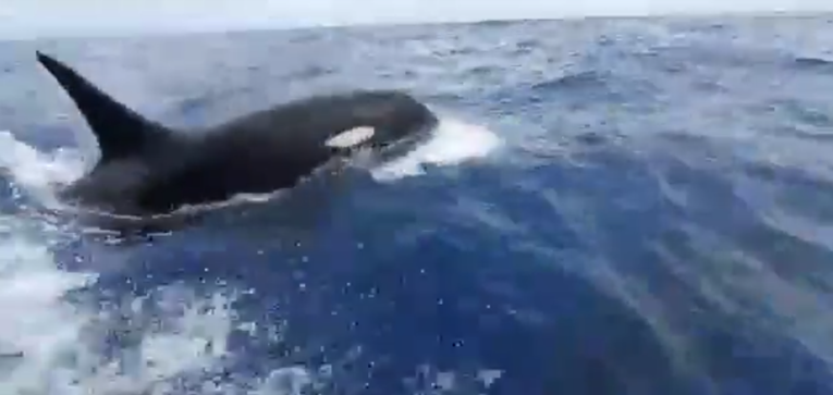 Grupo de orcas é visto por pescadores no litoral sergipano